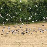 La proximité de villes ou villages peut favoriser l'installation de troupes importantes de pigeons bisets sur les cultures.
