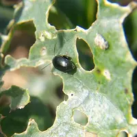 Contre les grosses altises, le phosmet reste le seul insecticide efficace en situation de résistance des ravageurs. © Terres Inovia