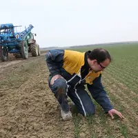 Le manque d'eau sur céréales peut limiter fortement l'efficience du premier apport d'azote.