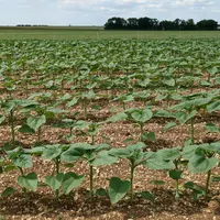 Les premiers stades du tournesol sont importants à réussir pour assurer une récoltes à des dates pas trop tardives.
