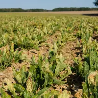 Virus de la jaunisse sur la betterave à sucre
