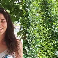 "Le trèfle violet fonctionne très bien associé avec d’autres trèfles ou avec de la lentille", explique Laetitia Laffont, du service agronomie de la co