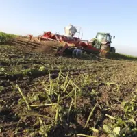 Se passer de glyphosate peut donner le droit à un crédit d'impôt pour les exploitations agricoles.