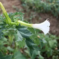 Le datura est rapidement concurrentiel des cultures d'été. Sa présence dans les lots est très problématique. © C. Gloria