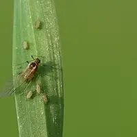 Le puceron (ici Sitobion avenae) n'occasionne pas de dégâts directs mais transmets des virus aux céréales © Christian Gloria