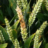Maladie des céréales. Fusariose sur blé. Symptômes sur épi. Témoin non traité, n'ayant pas reçu de fongicide pour lutter contre le champignon pathogèn