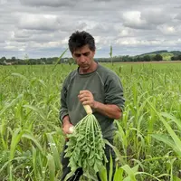 Jacques Alabert, agriculteur à Trémoulet (09)"Le radis du couvert peut être un refuge à altises. Attention à ne pas la détruire avant que les colzas d