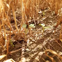 La culture intermédiaire (radis ici) bénéficie de l'environnement humide du couvert de la céréale pour commencer à lever avant la moisson.