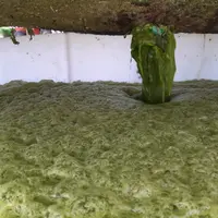 luzerne liquide utilisée pour la fertilisation des cultures
