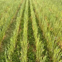 Parcelles en grandes cultures en agriculture biologique travaillées avec ou sans travail du sol et des couverts
