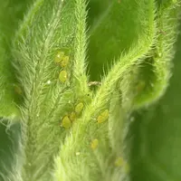 De petits individus aptères de couleur vert pâle sont typiques du puceron vert du prunier.