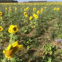 Entre autres fonctions, la culture intermédiaire apporte de la nourriture aux abeilles via les tournesols, phacélies...