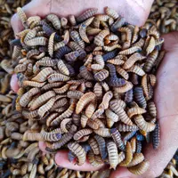 larves d'insectes mouches soldats noires, élevage d'insectes