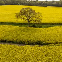Vue aérienne de parcelles dans le sud de la Seine-et-Marne en avril 2022. colza