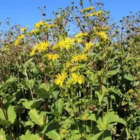 En plus d'être une bonne candidate pour la méthanisation et de résister aux aléas climatiques, la silphie produit des fleurs jaunes attractives pour l