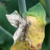 Des pertes d'1 à 1,5 q/ha sont enregistrées par tranche de 10 % de tige principale atteinte par le sclérotinia sur colza.