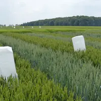 La production de semences de blé hybride est désormais déléguée à des distributeurs, au même titre que les semences de lignées.