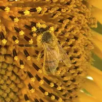 Abeille sur un capitule de tournesol. Pollinisation des plantes par les insectes. Nectar et pollen. Faune utile. Insecte pollinisateur butineur.