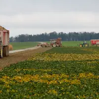 Les semis de betteraves se feront cette année sans semences enrobées aux NNI.