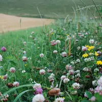 Fleurs en bordure de champs