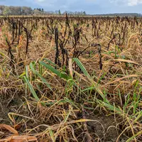 En grandes cultures, l'usage du glyphosate est limité à un seul traitement à l'interculture. Son avenir sera fixé à la fin de l'année.