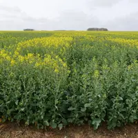 À la floraison, le port buissonnant dû à des attaques de ravageurs d'automne se voit chez certaines variétés sensibles (à droite), comparé à des varié