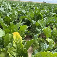 Le jaunissement des feuilles de betteraves constaté en Centre-Val de Loire peut être dû aux dégâts de punaises