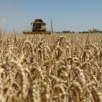 Moisson dans l'Indre près d'Issoudun le 7 juillet 2022. Récolte de blé tendre particulièrement précoce, avec du blé Cesario.
