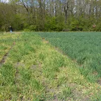 Il n'existe quasiment plus d'orge d'hiver fourragère sensible à la jaunisse nanisante de l'orge parmi les lignées cultivées.