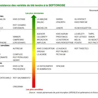 classement Arvalis des variétés de blé par rapport à leur note de résistance à la septoriose 2023