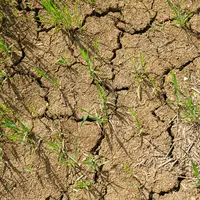 mai 2022. Culture d'orge de printemps pénalisée par un temps sec dans le sud Seine-et-Marne