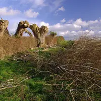 L'entretien des haies doit faire l'objet d'une grande vigilance de la part des agriculteurs, soumis à différentes réglementations.
