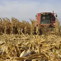 En dépit d'une surface tombée à 1,2 million d'hectares, la production de maïs grain devrait augmenter de 5,5 % par rapport à 2022, grâce à des rendeme