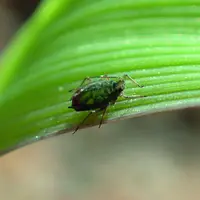 Le puceron Rhopalosiphum padi est le principal vecteur de la JNO. Il se caractérise par l’arrière de l’abdomen de teinte rouge.