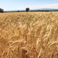 Blé dur au stade épis proches de la maturité. Culture céréalière sur le plateau de Valensole dans les Alpes de Haute Provence.  Stade épiaison avant m