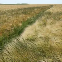 Présence de ray grass dans un champ de céréales. Adventices. Mauvaises herbes des cultures.