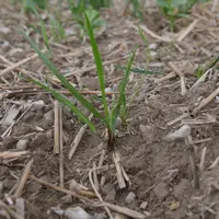 Le ray-grass résiste au glyphosate dans diverses situations de grandes cultures et aussi de vigne.