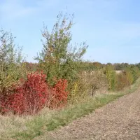 Au-delà des projets de nouvelles plantations, le maintien et la réhabilitation des linéaires existants est l'un des enjeux autour des haies.