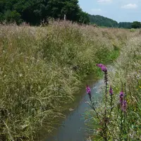 Entretien des bords de cours d'eau. Enherbement naturel. Flore sauvage. Maintien de la biodiversité. Nature. Préservation des sites naturels.