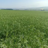 Champ de lentilles durant la campagne 2023.