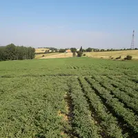 Champ de pois chive