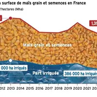 Maïs grain : l'évolution de la production française expliquée en cinq points