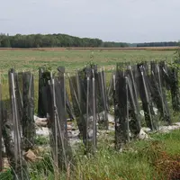 La plantation, la pose d'un film biodégradable et de gaines anti-gibier coûte au moins 15 euros du mètre linéaire en Île-de-France.