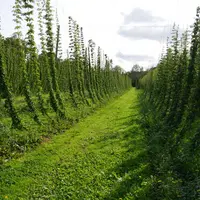 Le houblon est une liane fixée à des fils au début de chaque année de production, et se développant sur plus de 5 mètre de haut.