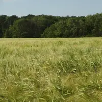 champ de blé en agriculture biologique en Bresse, 2023