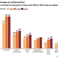 Tournesol : pourquoi la culture connaît un succès florissant ces dernières années