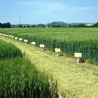 Cultures / céréales / blé dur / essais variétés