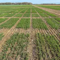 Le travail de sélection pour réduire le pourcentage de lin teillé entre lin de printemps et lin d'hiver progresse rapidement.
