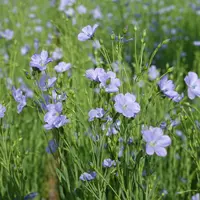 parcelle de lin textile en fleurs (stade floraison) en juin 2022 dans l'Eure en Normandie