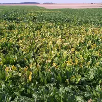Maladies des plantes cultivées. Symptômes de jaunisse virale sur culture de betterave sucrière. Jaunissement des feuilles de betteraves dû à un virus.